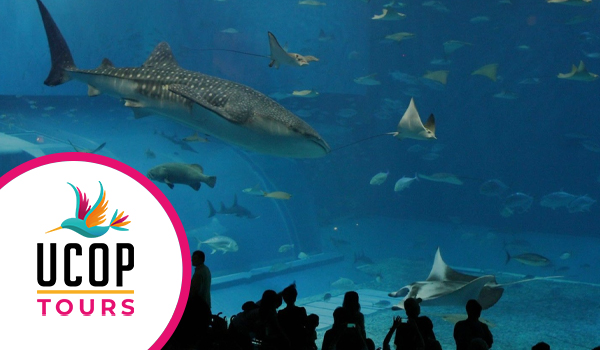 ACUARIO INBURSA